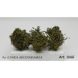 Cespugli Ilex Crenata - 6 pz